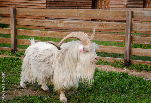 long haired pet goats with horns in rural farm photo