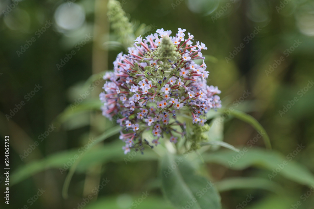 Obraz premium Lilac Blossom