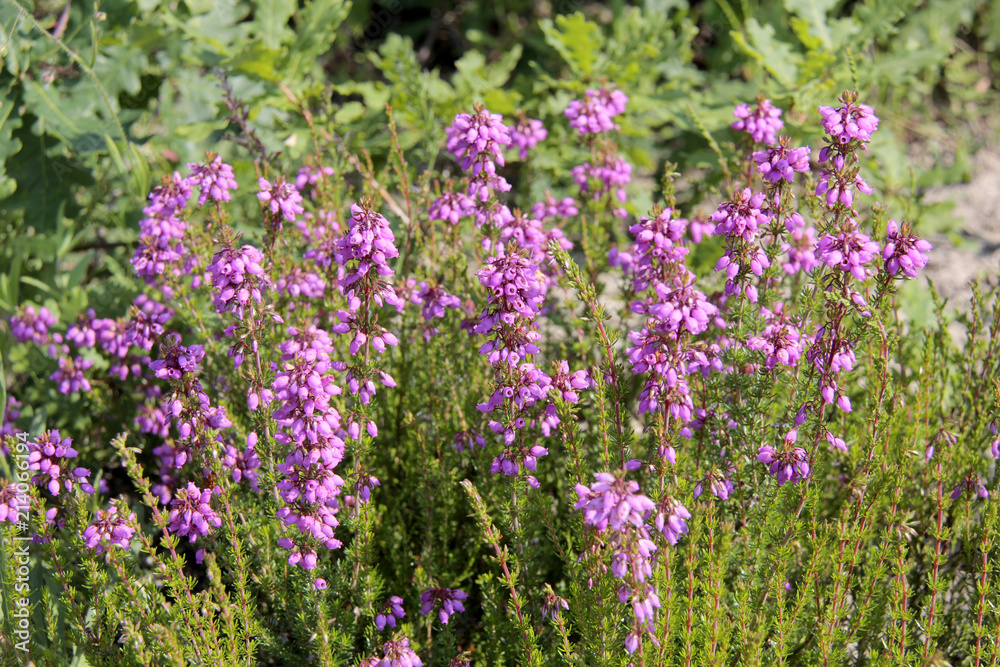 fleurs des pré fleurs des pré