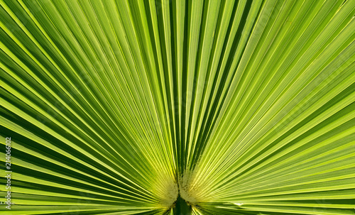 Palmblatt  palm leaf  18060.jpg