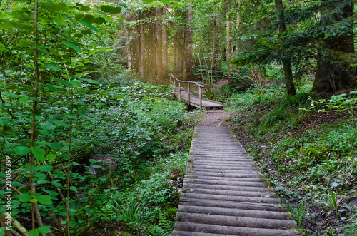 Landscape of the forest. Walking through wild, protected forests