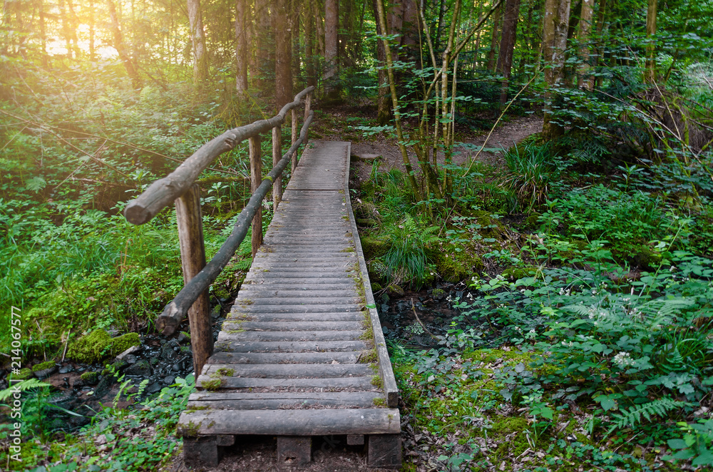 Fototapeta premium Landscape of the forest. Walking through wild, protected forests