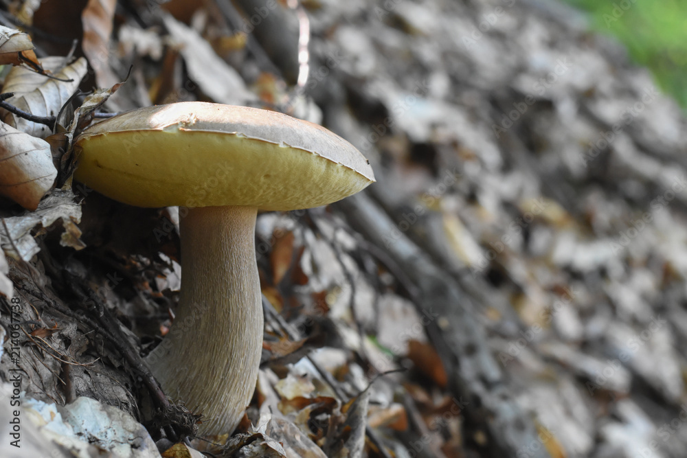 Boletus edulis edible mushroom. Brown boletus mushroom, penny bun