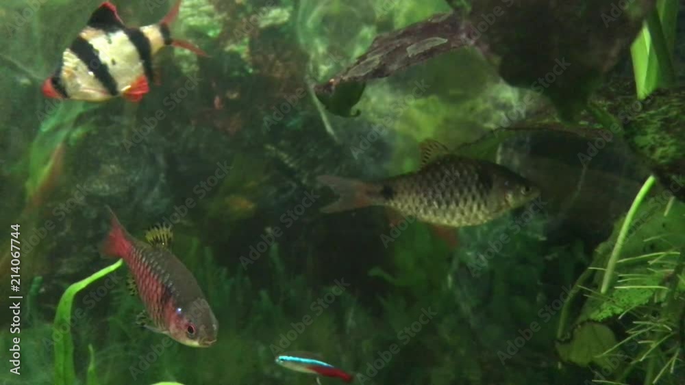 Fishes in Aquarium moving fast Fishes in Aquarium moving fast