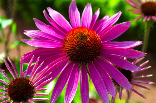Echinacea. Flowering of purple chamomile in summer. Purple blossom with yellow-red center