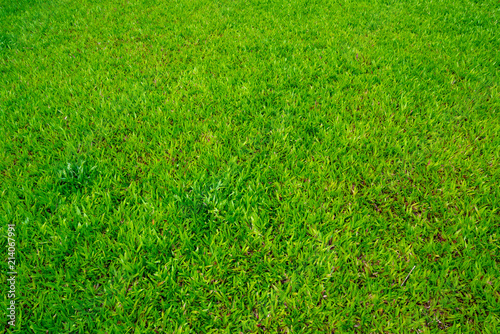 Wide Green grass
