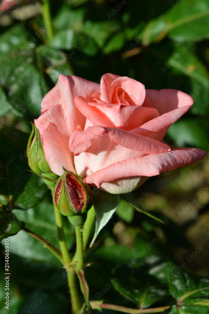 Close-up of a Beautiful Pink Rose, Nature, Macro