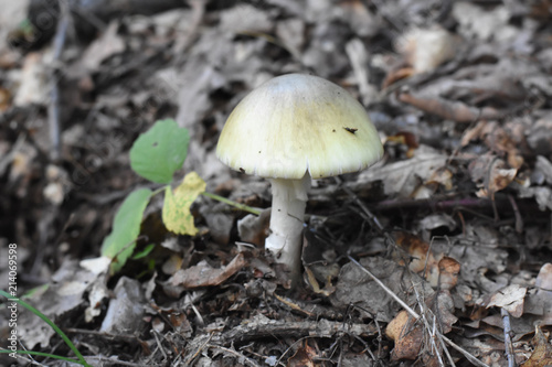 Amanita phalloides, commonly known as the death cap, deadly poisonous mushroom in the forest. Most toxic mushroom in Europe