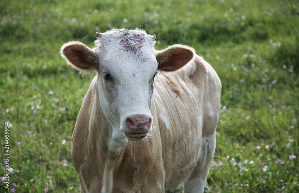 Village cow Village cow