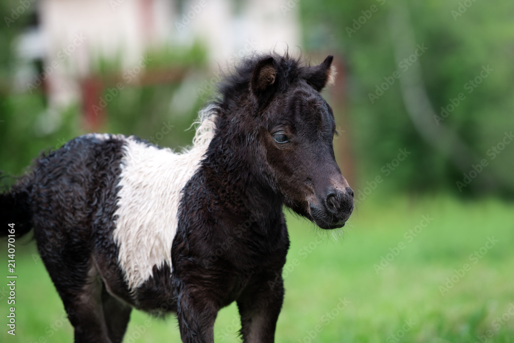 beautiful shetland pony foal portrait outdoors in summer