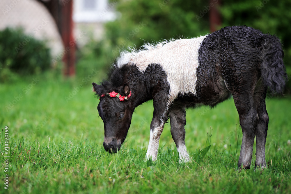 Fototapeta premium beautiful shetland pony foal in a flower crown