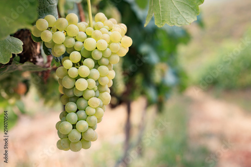 Photos Bunch of white wine grapes on vine with vineyard background