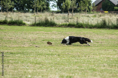 Portrait of Border Collie on a walk and fresbee dog training in Belgium photo