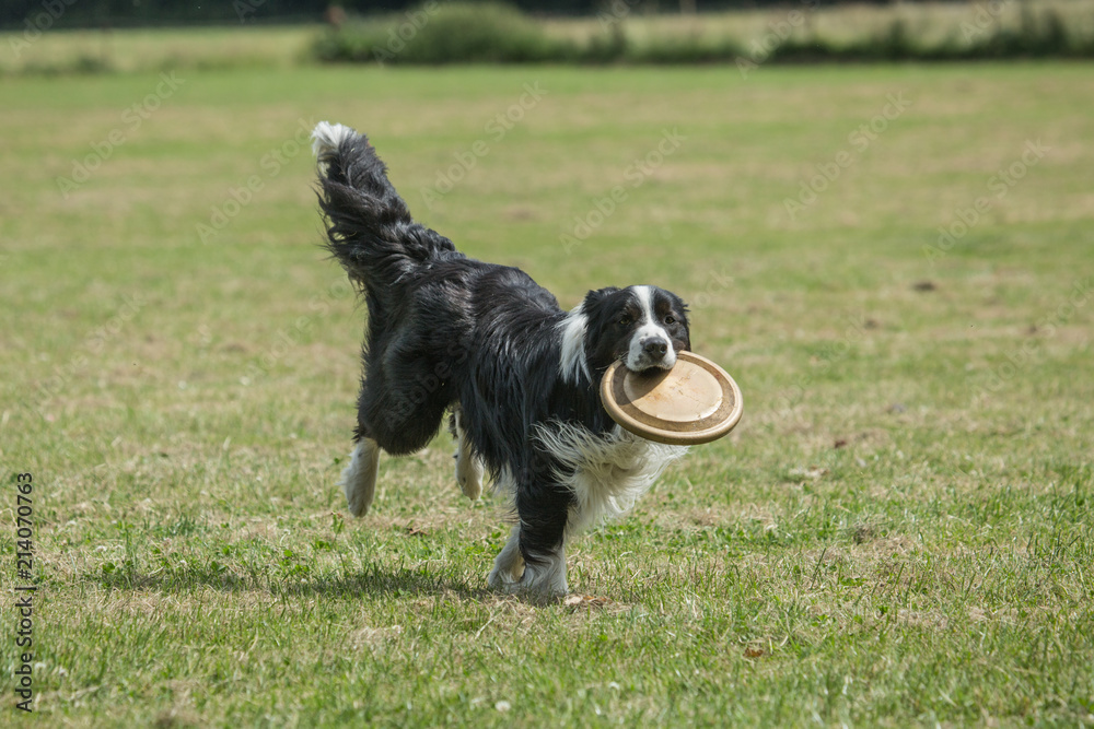 Portrait of Border Collie on a walk and fresbee dog training in Belgium Portrait of Border Collie on a walk and fresbee dog training in Belgium