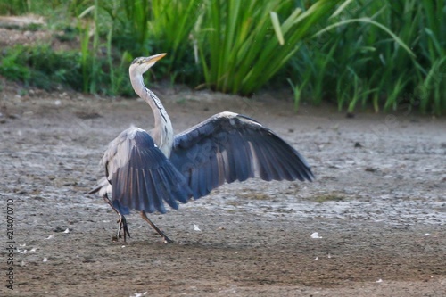 Grey Heron moment of landing