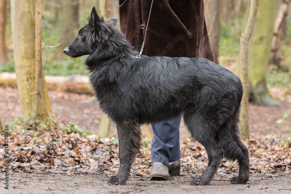 Portrait of Belgian Shepherd groenendeal in Belgium Portrait of Belgian Shepherd groenendeal in Belgium