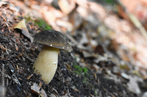 Boletus edulis - edible mushroom. Brown boletus mushroom, penny bun, porcini, cep, porcini, king bolete