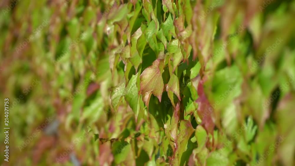 Ivy fully covers a building wall, natural green space outside, wind blows softly Ivy fully covers a building wall, natural green space outside, wind blows softly