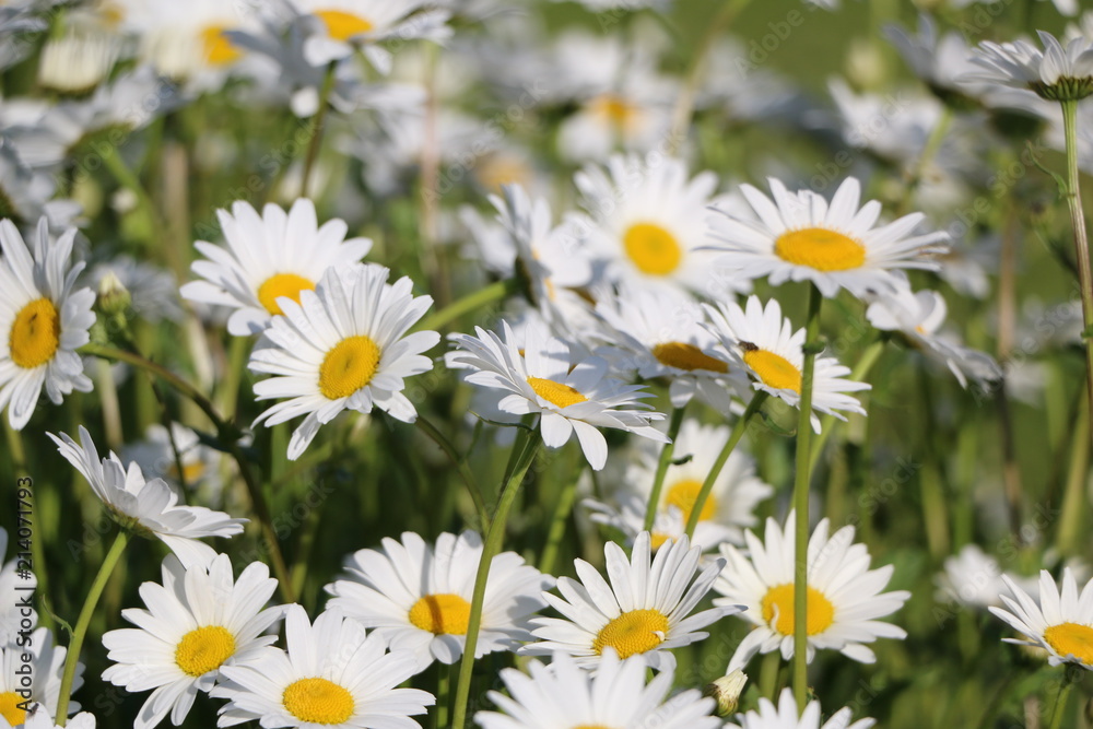 Chamomile garden. white flowers of Russian chamomile daisy. Beautiful nature scene with blooming medical chamomilles in sun flare. Alternative medicine Spring Daisy. Summer flowers. Chamomile garden. white flowers of Russian chamomile daisy. Beautiful nature scene with blooming medical chamomilles in sun flare. Alternative medicine Spring Daisy. Summer flowers.