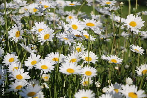 Chamomile garden. white flowers of Russian chamomile daisy. Beautiful nature scene with blooming medical chamomilles in sun flare. Alternative medicine Spring Daisy. Summer flowers.