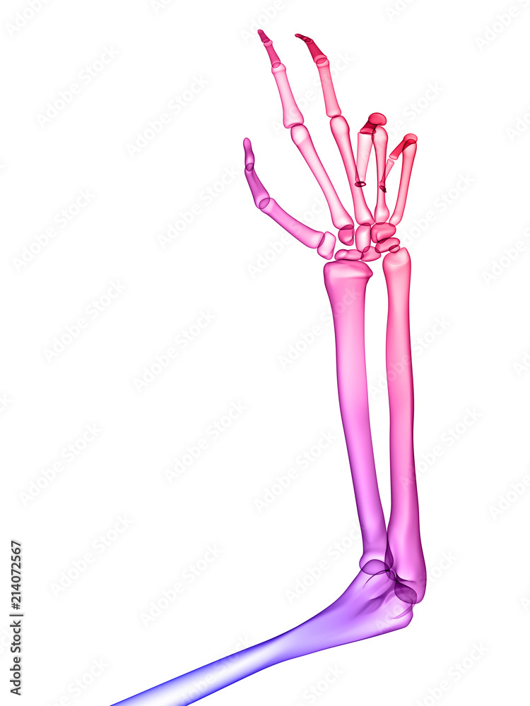 Obraz premium X RAY SKELETON 3D RENDER