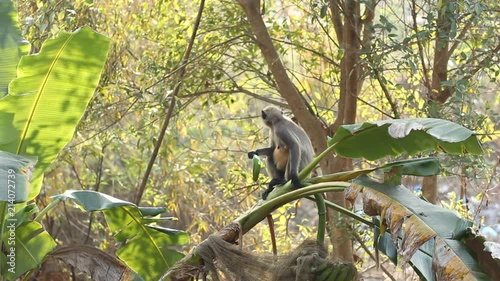Monkey launch. Ape steal and eat bananas.