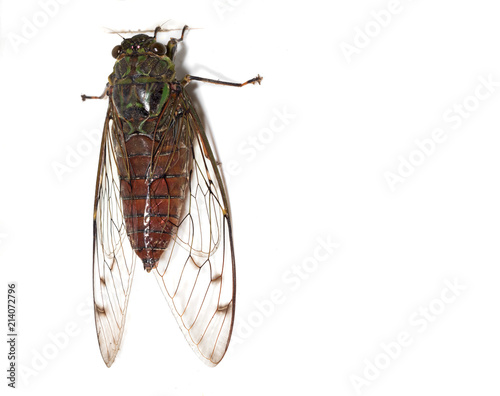 Macro Photo of Cicada Isolated on White Background with Space