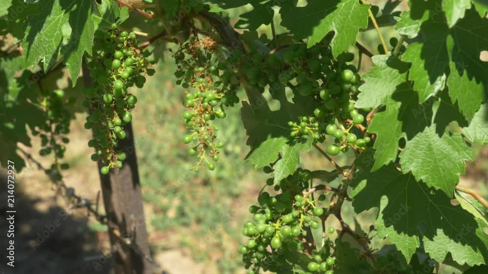 Young grapes on the vine Young grapes on the vine
