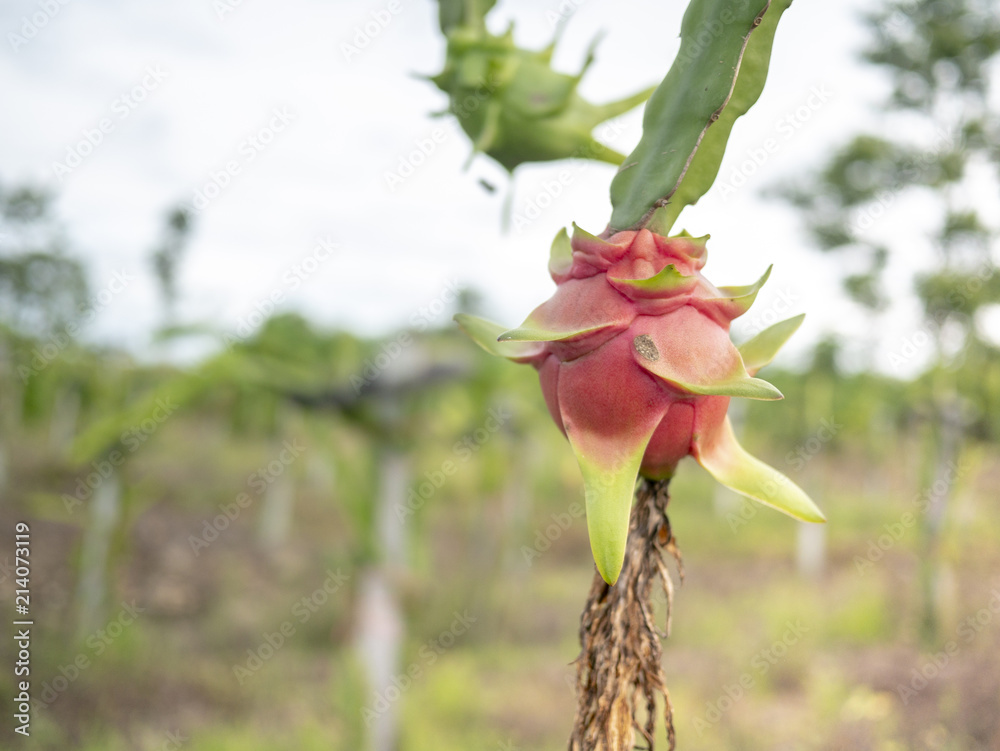 the Dragon fruit