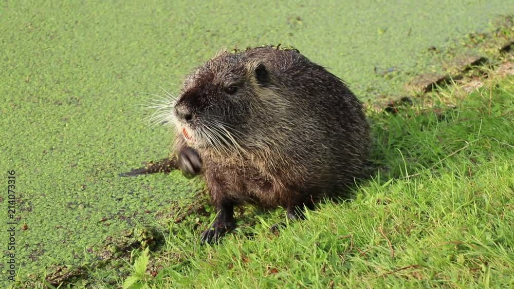 Close up video of fearless otter. Sitting on the grass and taking care about his fur. Close up video of fearless otter. Sitting on the grass and taking care about his fur.