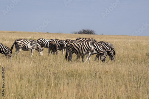 Damara zebra herd  Equus burchelli antiquorum  in tall grass in Makgadikgadi National Park  Botswana
