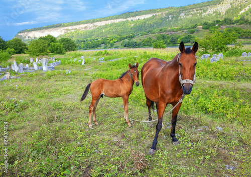 domestic foal and mare on the green meadow 