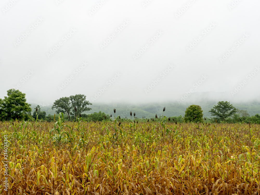 Obraz premium dry corn field