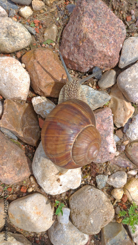 A large grape snail crawls on a stone, sitting on a rock photo