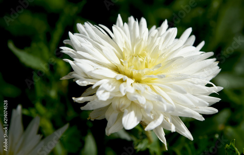 Fototapeta Naklejka Na Ścianę i Meble -  dahlia in the garden at dawn