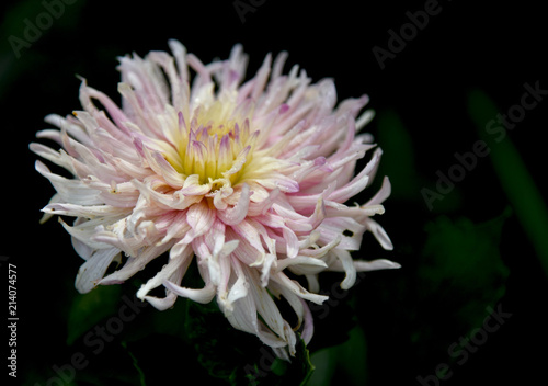 Fototapeta Naklejka Na Ścianę i Meble -  dahlia in the garden at dawn