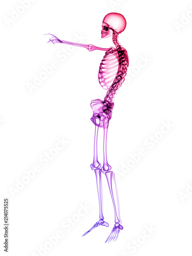 X RAY SKELETON 3D RENDER