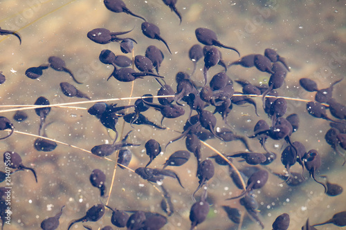 Tadpoles swimming in clear water