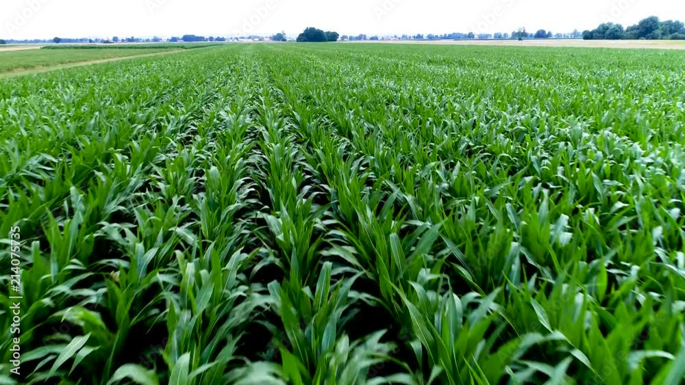 4K scenic flight over corn field