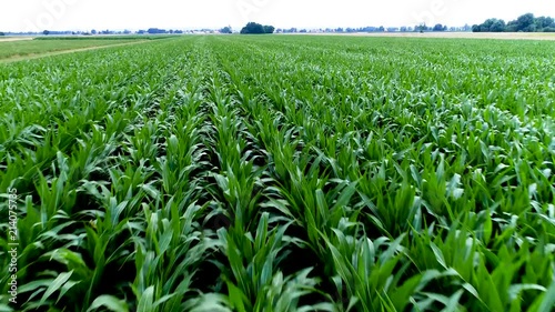 4K scenic flight over corn field