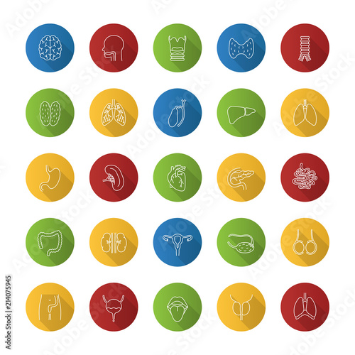 Internal organs flat linear long shadow icons set