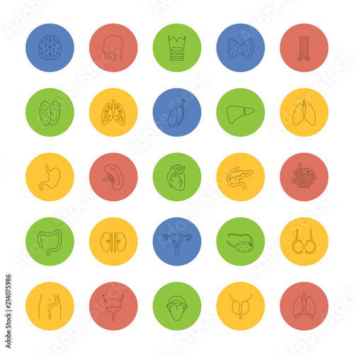 Internal organs linear icons set