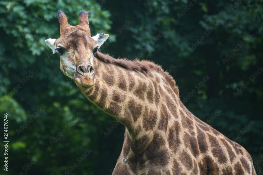 Obraz premium The giraffe is the tallest land animal on the planet. 