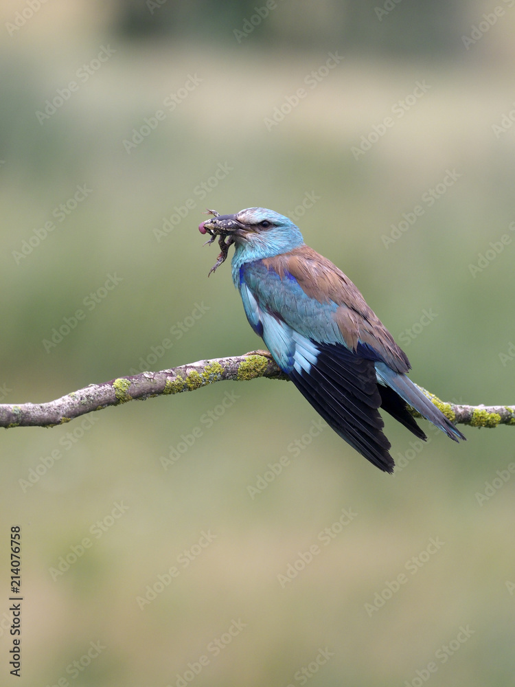 Fototapeta premium European roller, Coracias garrulus