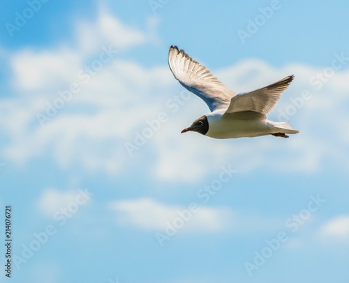 Seagull flying in the sky