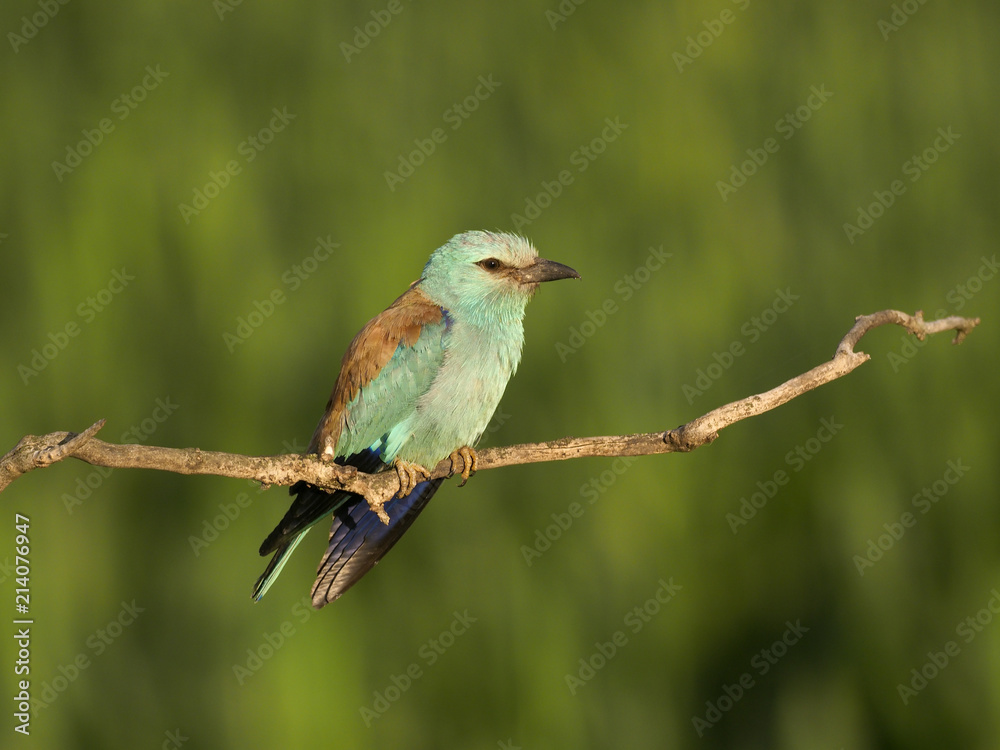Obraz premium European roller, Coracias garrulus