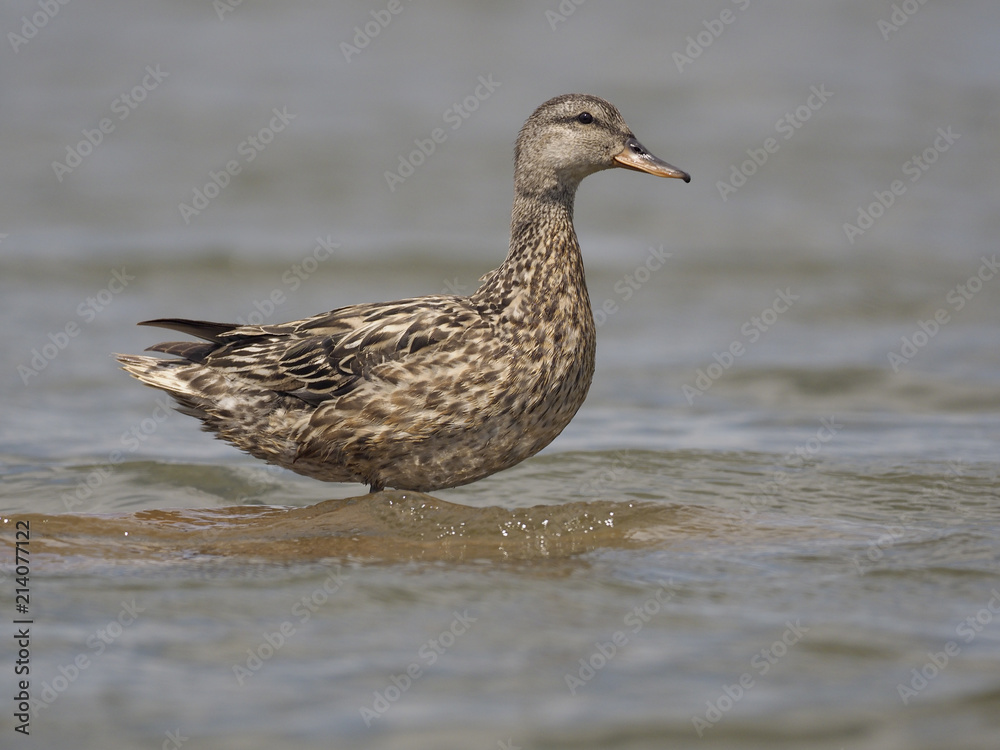 Gadwall, Anas strepera