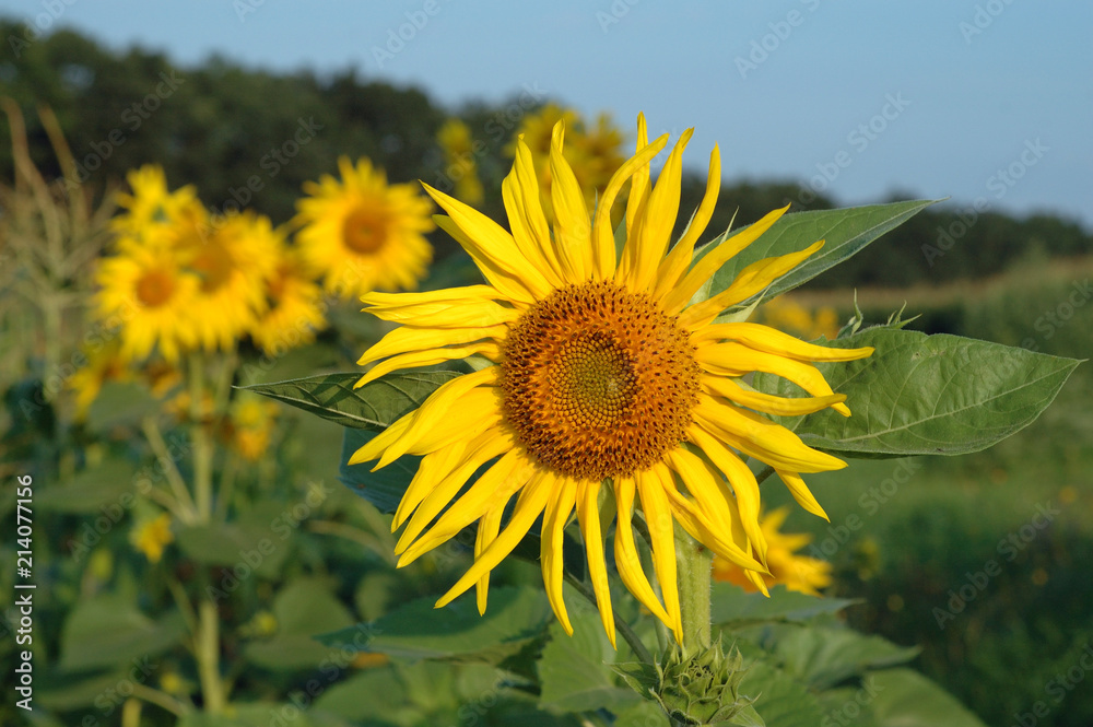 Sunflowers in the field turned towards the light