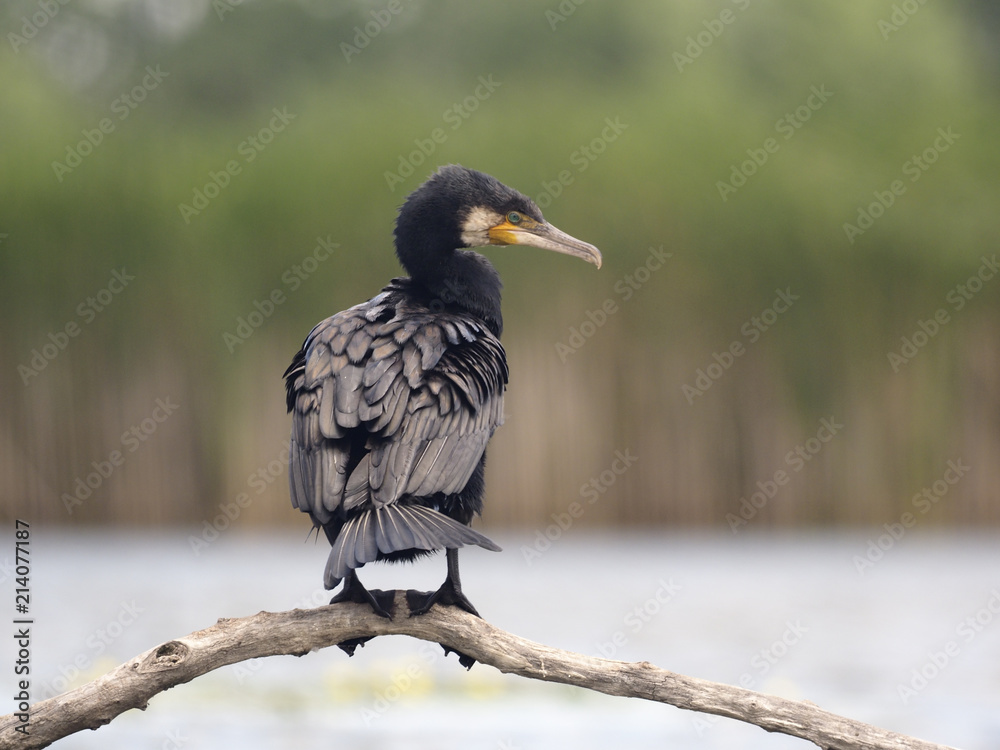 Fototapeta premium Great cormorant, Phalacrocorax carbo
