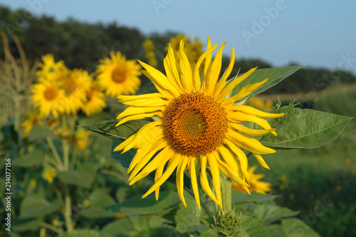 Sunflowers in the field turned towards the light